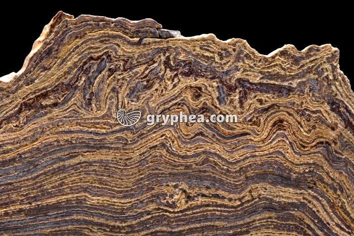 Coupe de stromatolite (largeur = 12 cm) - gryphea.org